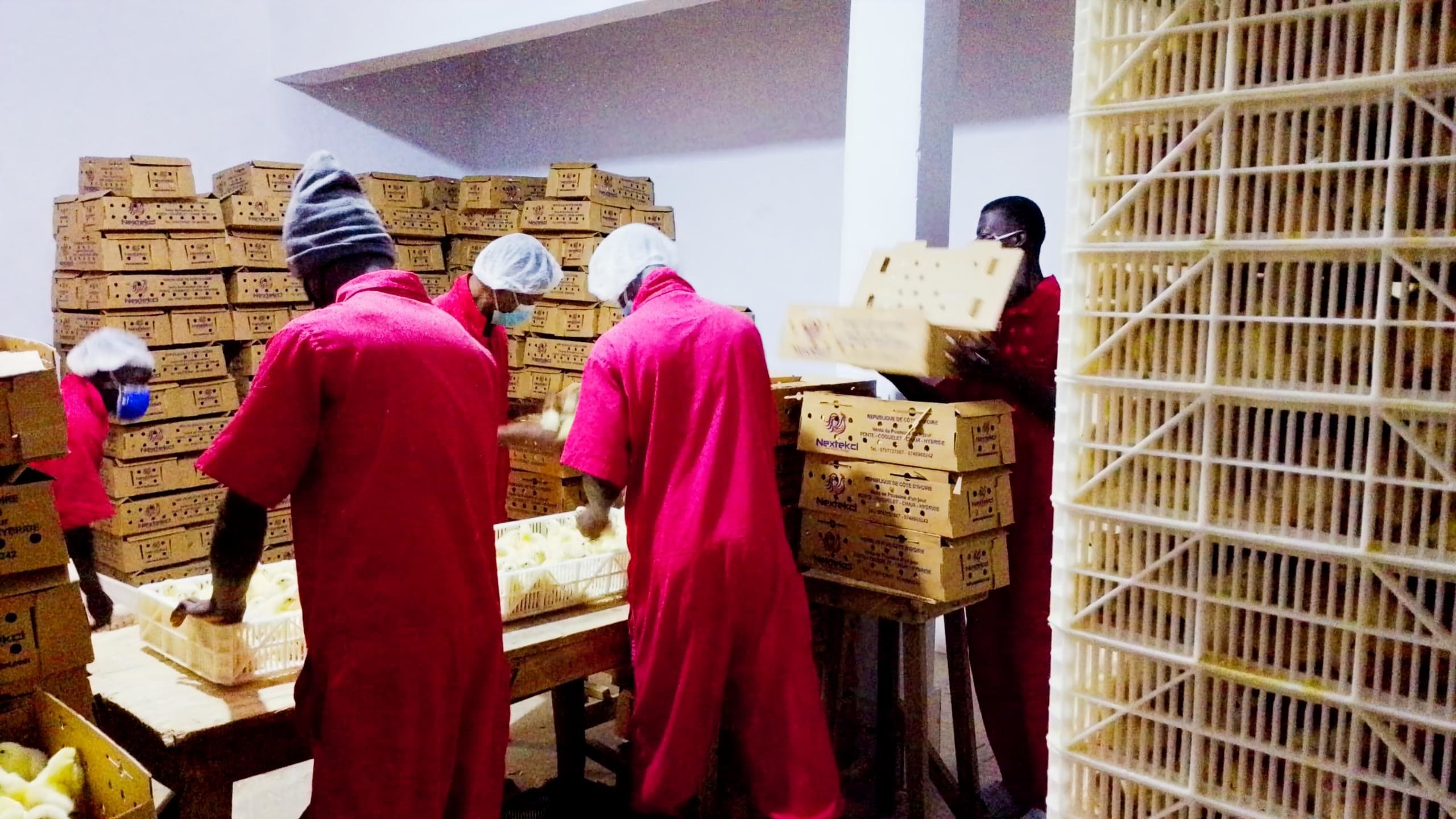Équipe Nextekci au complet — Expertise avicole et accompagnement en Côte d'Ivoire