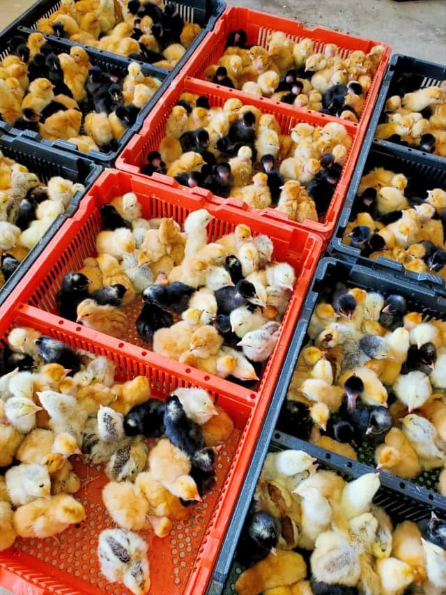Poussins premium