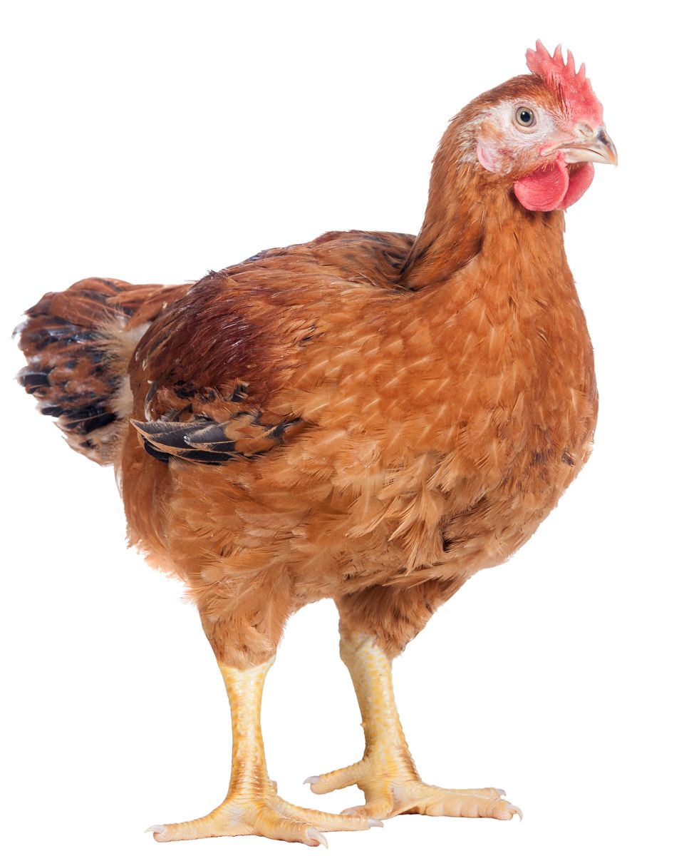 Filière Poulets de couleur et hybrides — École NEXTEKCI