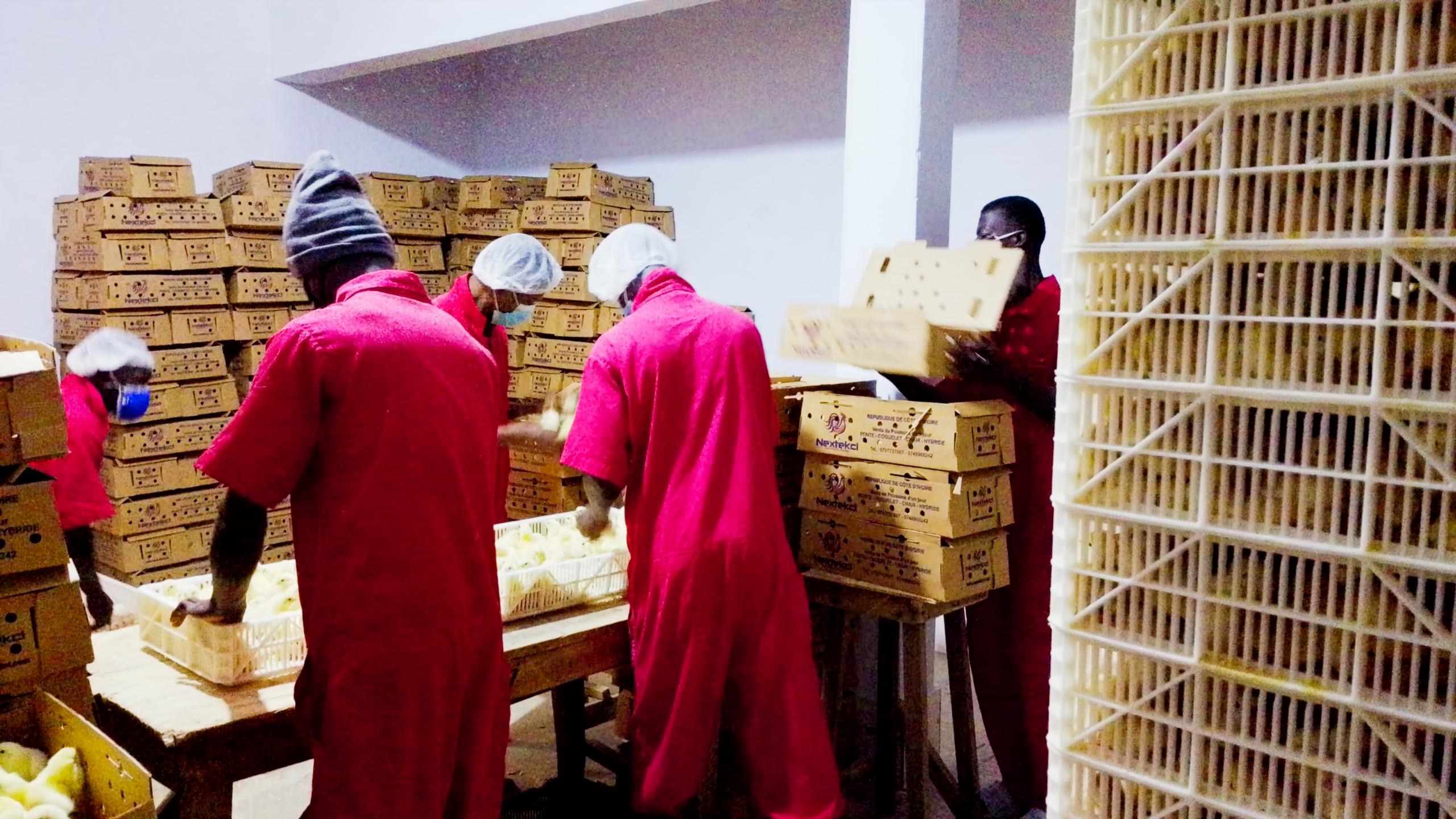 Équipe Nextekci au complet — Expertise avicole et accompagnement en Côte d'Ivoire